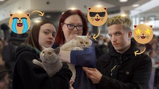 Cat Triumphs, Kitten Goodbyes and Baby Lasagna