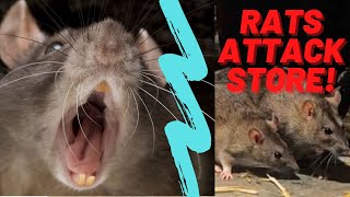 Rats Attack Ministop store!
