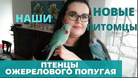 Наши новые питомцы, птенцы ожерелового попугая, 3 недели  | Обзор трехэтажной клетки | кормление |