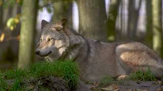 Information wolf, canine, predator - Free Public Domain Video Guide