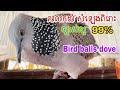 លលកយំ សំឡេងច្បាស់ល្អ Bird falls dove 