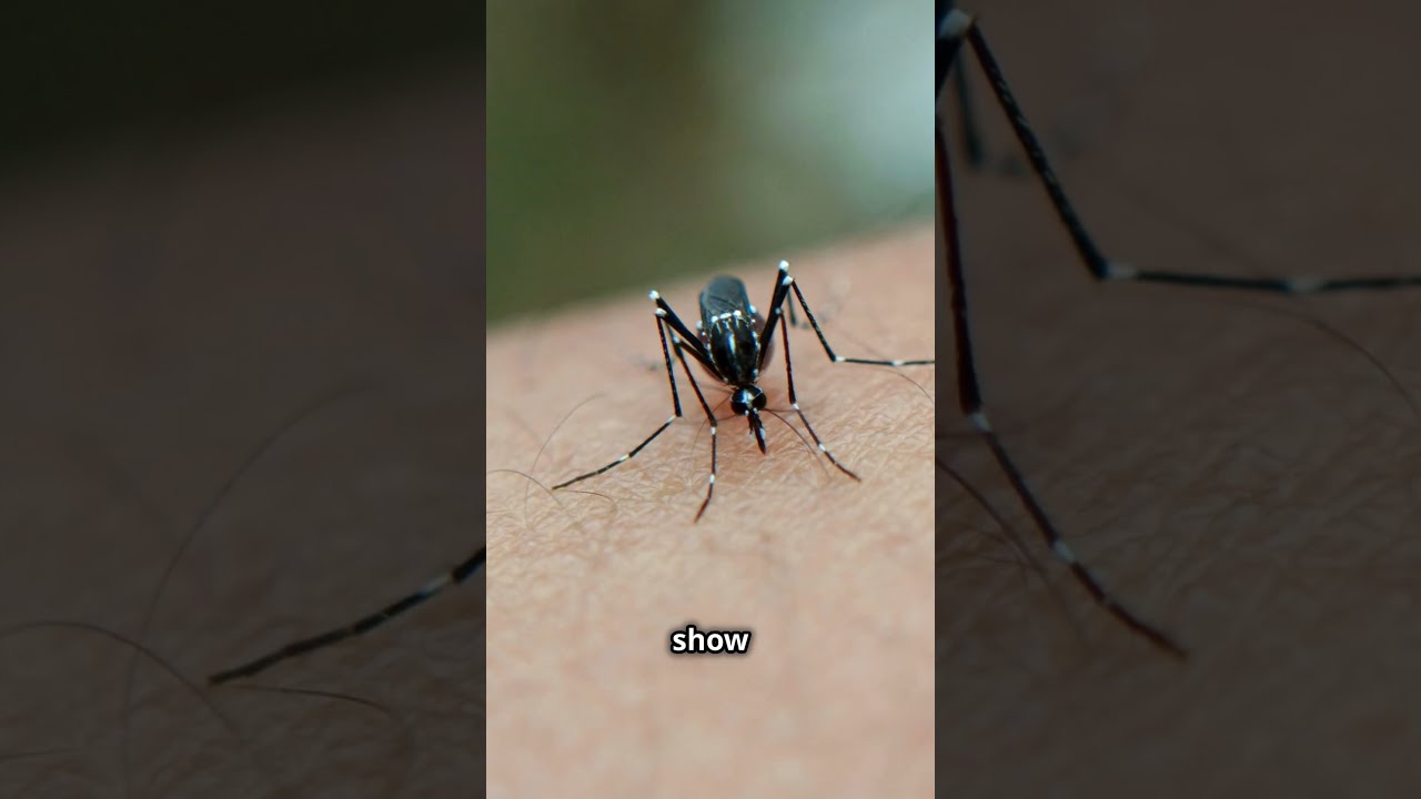 Why Do Mosquitoes Always Target You 