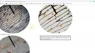 Plant & Animal Virtual Lab Part 2