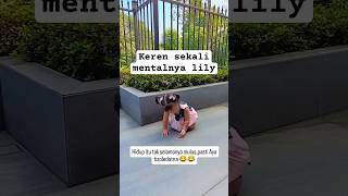 Bagus banget mental anaknya Raffi jatuh bangun lagi tanpa tangisan