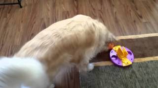 Cute Dog Playing With Puzzle Treat Dispensing Ball - English Cream Golden Retriever screenshot 3