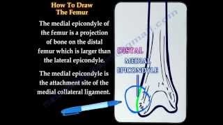 The Femur,  how to draw it- Everything You Need To Know - Dr. Nabil Ebraheim