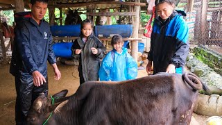 The Process of Selling Pigs to Traders, Buying More Cows for Farming | Family Farm