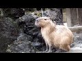 Bathing. Capybara family.Saitama Children&#39;s Zoo.みんなで入浴。カピバラ一家。埼玉県こども動物自然公園。