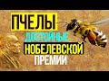 Факты из жизни пчел