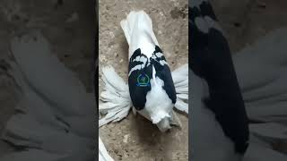 FANCY PIGEON'S PAHALGAM #new #trending #video #reels #viral #amazing #shorts #vlogs #youtubeshorts