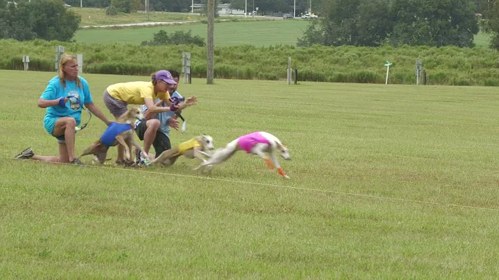 Whippets Lure Coursing, Brooksville, FL