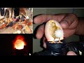 Ultrassonografia da Galinha para ver os Pintinhos  🐣🐣🐣🐣