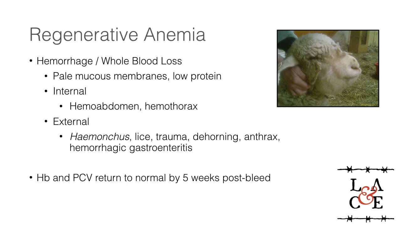 Blood transfusion in Ruminants