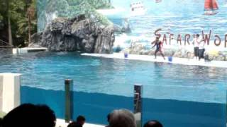 White Dolphin Show - Safari World @ Pattaya