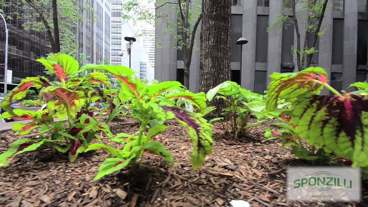 Landscaping Installation at the CBS Blackrock Building