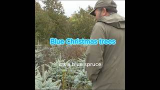 Blue Christmas Trees #christmastreefarm #christmastree #bluechristmastree