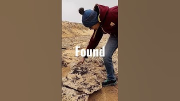 #shorts 60 Million Years Old Shark Tooth Fossil