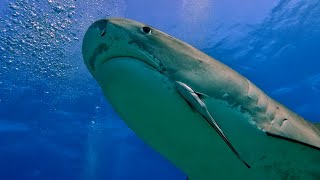 Tiger Beach Bahamas Aggressor, Sun April 6 - Dive 1, Shark Paradise