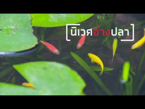 เลี้ยงปลาในอ่างบัว ระบบนิเวศธรรมชาติไม่เปลี่ยนน้ำ
