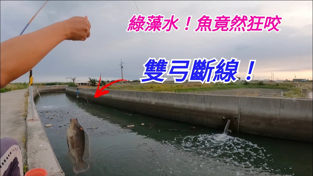 水門沒開、魚還浮頭!原本以為今天要槓龜,第一竿竟然直接拖走! 縮圖