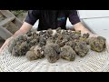 Grande raccolta di TARTUFO NERO ESTIVO