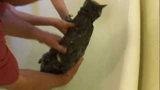 how to give a cat a bath.avi