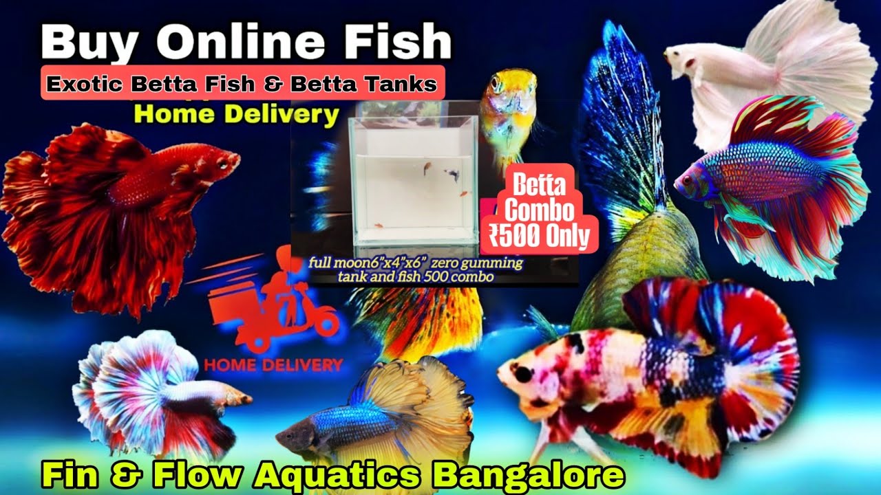 Betta fish & Fish tanks ,Online delivery | fin & Flow Aquatics Bangalore, Betta online Shop
