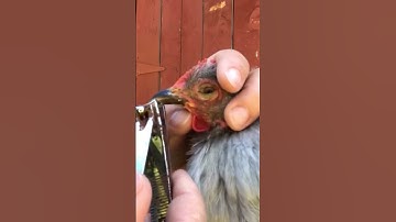 Beak Trim #farmlife #chicken
