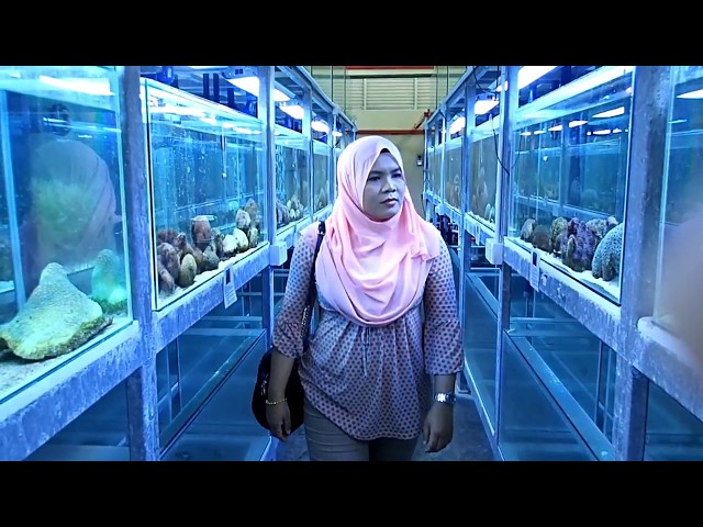 Hiasan pusat dickson ikan port Pusat Ikan