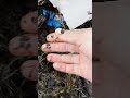 Como faço composto orgânico pra minha horta na Irlanda.