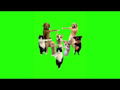 Животные Танцуют Под Китайскую Песню - Мем, Оригинал