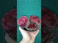 Что такое панты марала. Настойка пантов Алтайского марала. Панты марала для мужчин, для потенции.