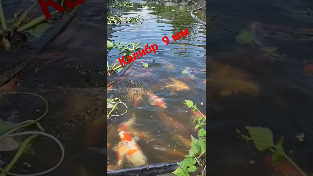 КАЛИБР  9  ММ, корма Bodapro для карпа кои от 40см. Плавающий 💯