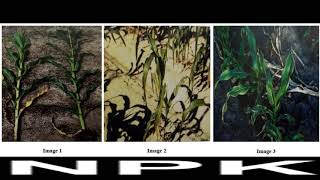 Identifying Deficiency of Nitrogen, Phosphorus, and Potassium in Corn Plant