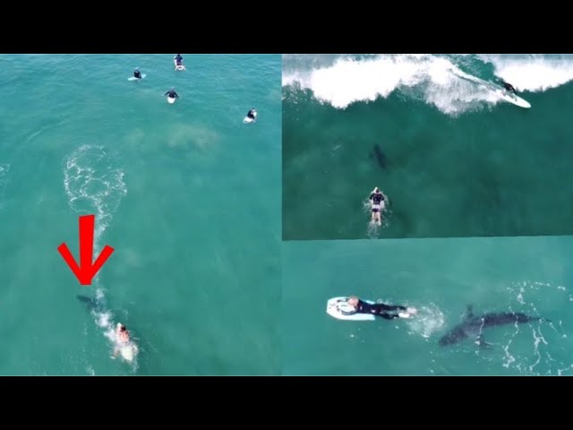 A 10' Great White breeched directly in front of me while surfing #sand, Great White Shark