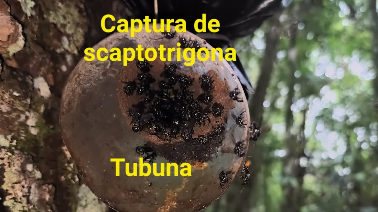 Mais capturas em mais uma conferencia de ninhos provisorios