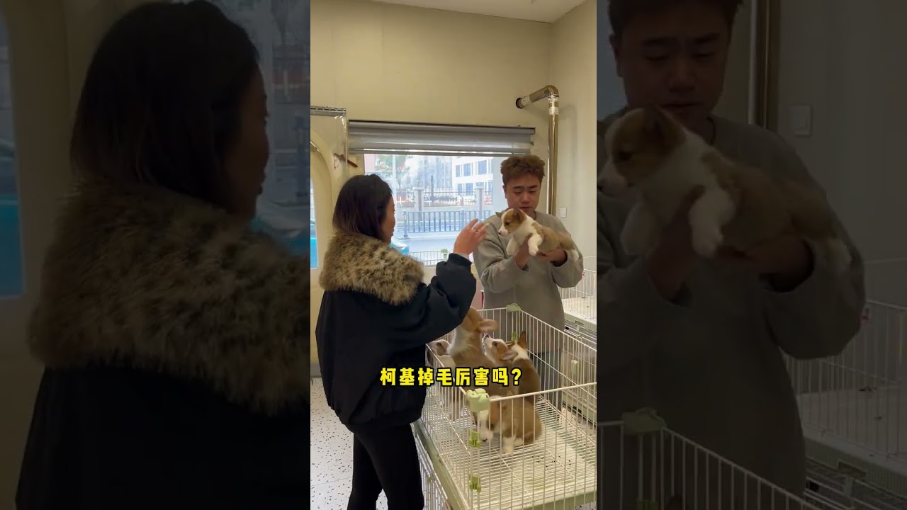 Zhoucun Fans Rush to Store for Popular Xiaoke Base - Corgi Mania