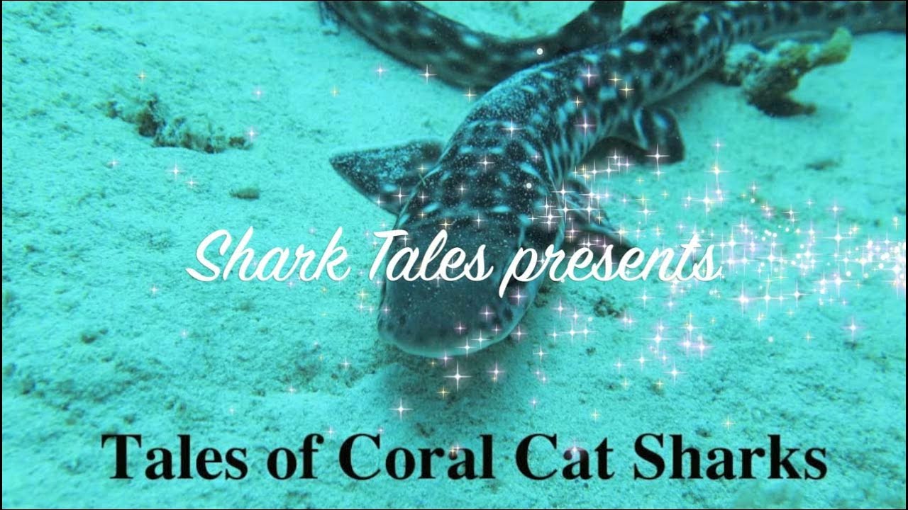 video to gif Fishermen leave mystery box at Shark Rescue Center in Indonesia