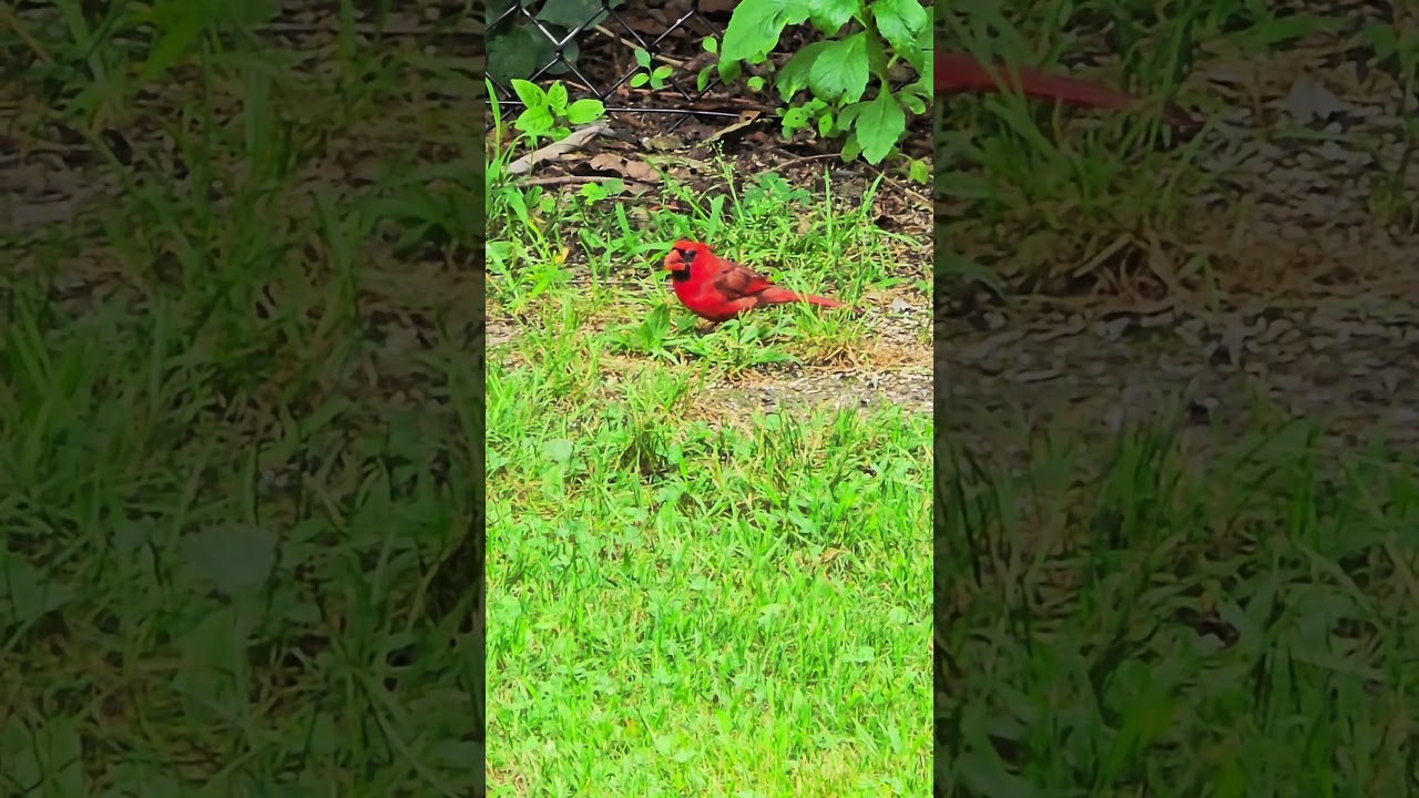 BIRDS - Mr Cardinal Boss of the Backyard