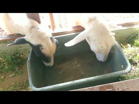 PROSES BIAR SUSU KAMBING KELUAR DERAS