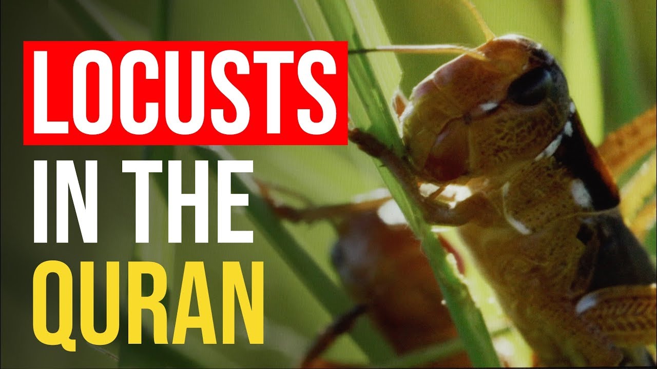 INCREDIBLE example of Locusts in the Quran YouTube