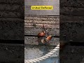 Japanese Honey Bees vs. Giant Hornets: Incredible Battle Strategy