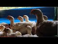 Avicultura: Pollos de engorde - TvAgro por Juan Gonzalo Angel