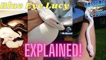 Blue Eye Lucy Explained