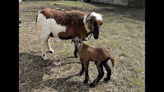 A year with cameroonian sheep