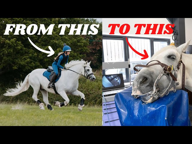 A VISIT TO THE GALLOPS, WATER TREADMILL AND DENTIST FOR PANDA, POPCORN AND ROLO class=