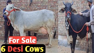 For Sale Price Rs32000-75000 Fresh Milk Dairy Farm 94138-64260 in Rajasthan