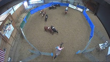 Big Sky Ranch Sorting Saddle Series #6 - Open - Round #1 - Ride #27