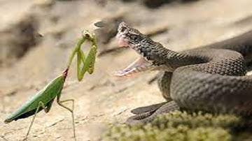 Top 7 Times Snakes Messed with the Wrong Opponent and Paid the Price