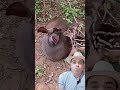Fêmea de veado 🦌 catingueiro com seu filhote #animais #natureza #shorts #inscrevamnocanal